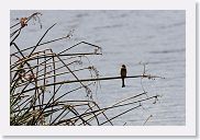 07IntoNgorongoro - 133 * European Bee-eater.